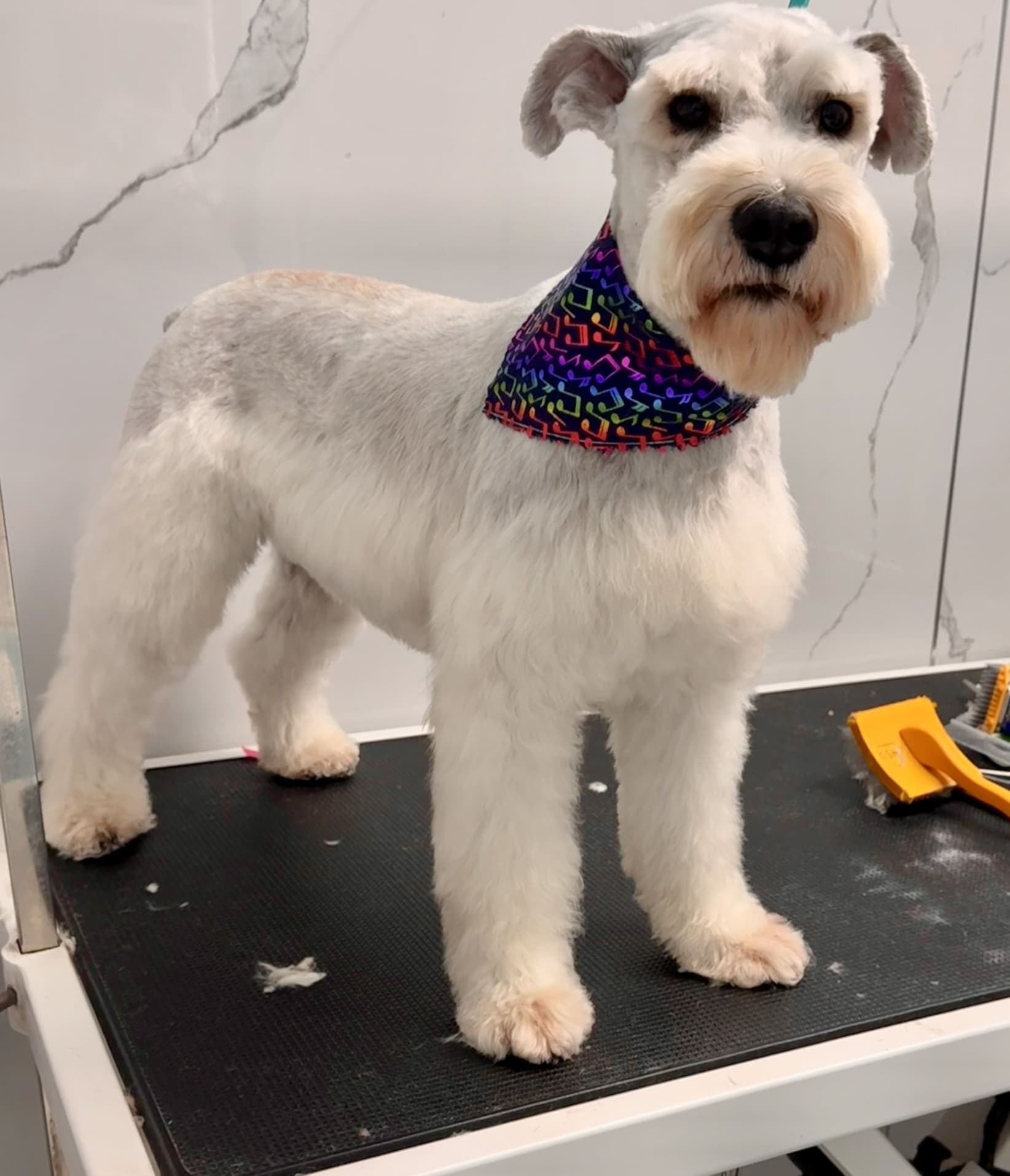Schnauzer groom 9