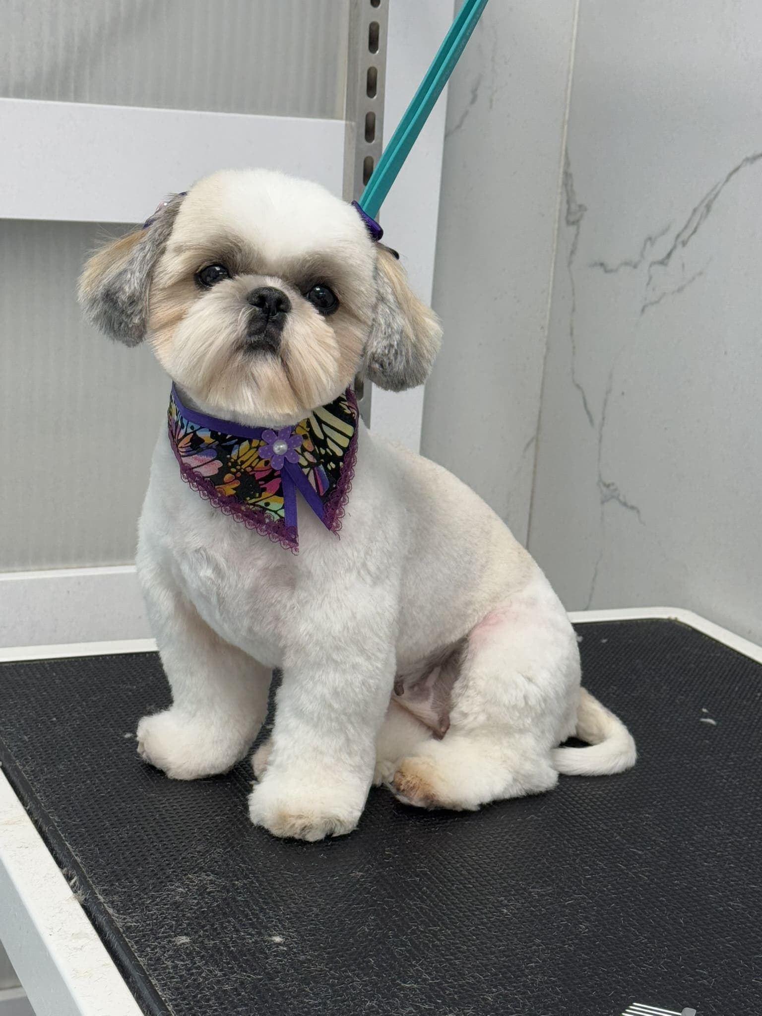 Shih Tzu groom 1