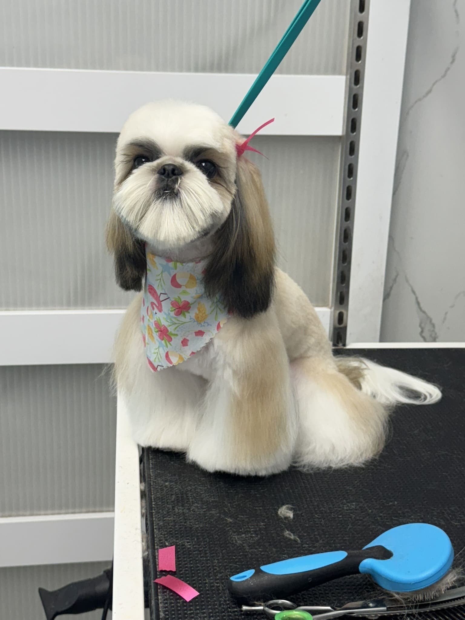 Shih Tzu groom 10