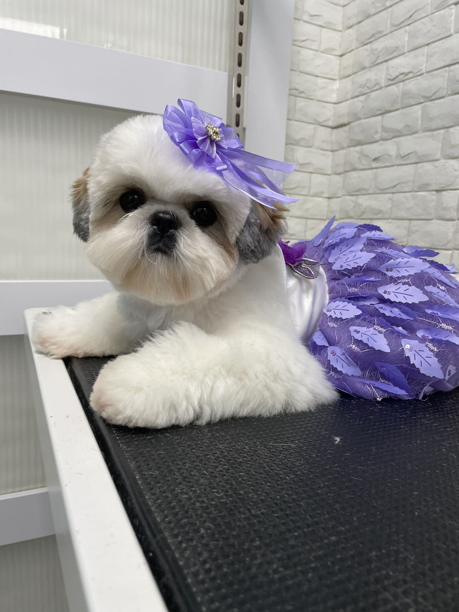 Shih Tzu groom 11