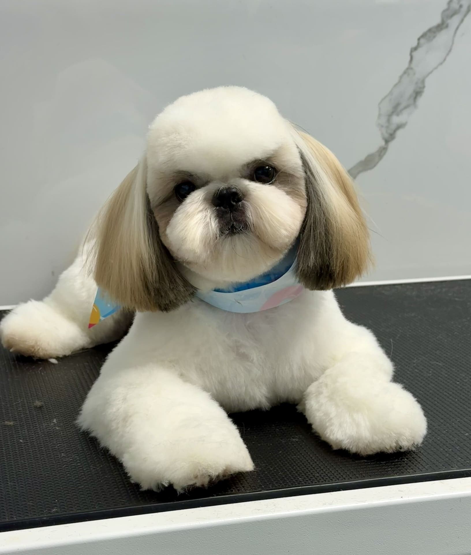 Shih Tzu groom 12