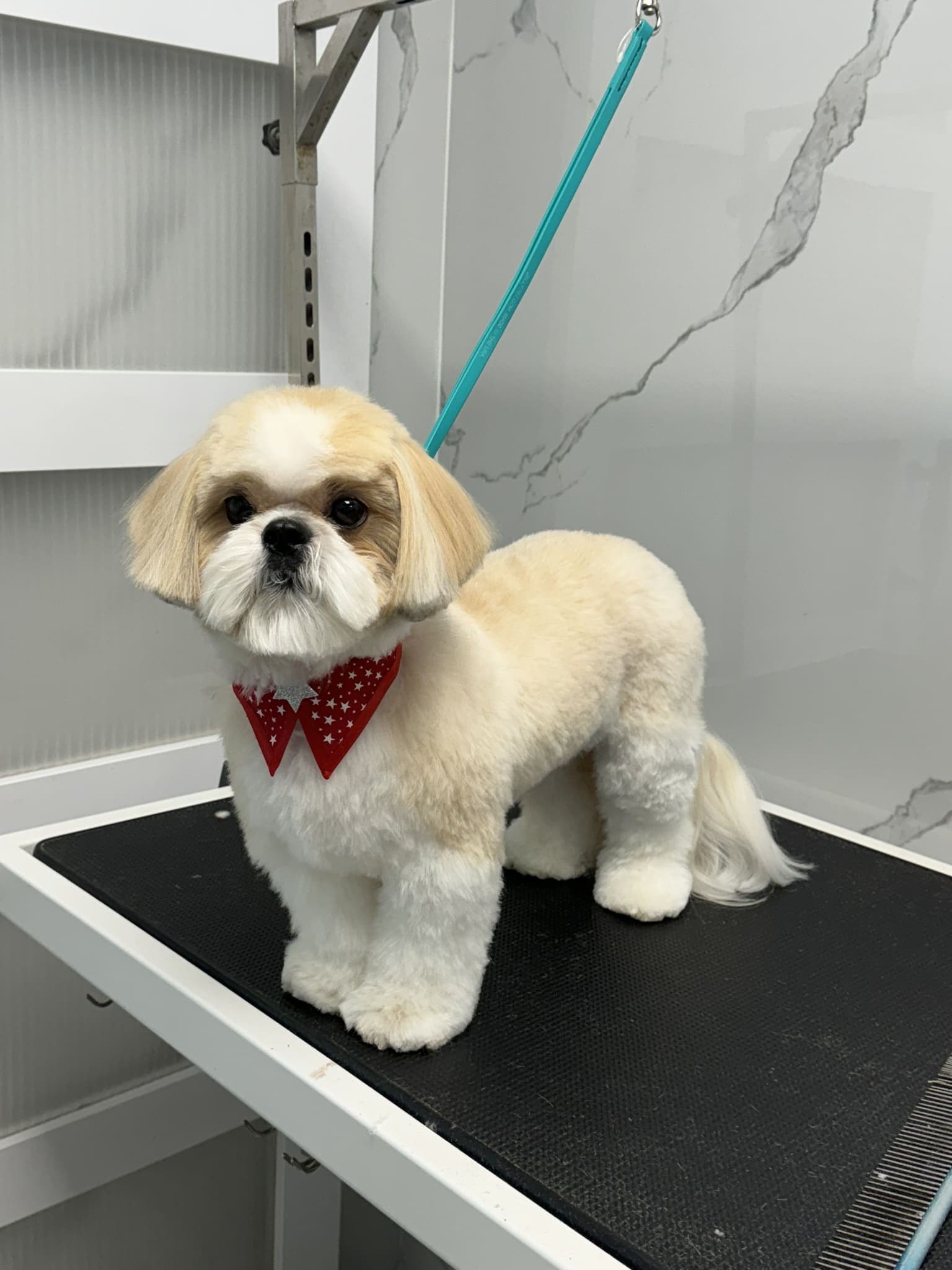 Shih Tzu groom 2