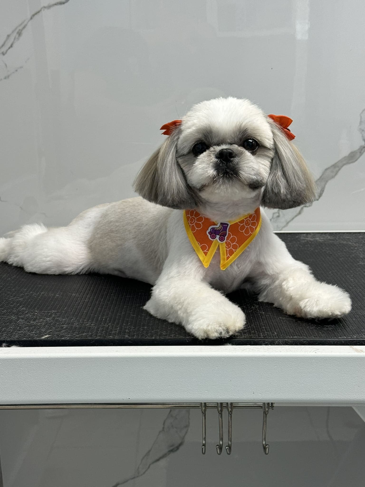 Shih Tzu groom 3