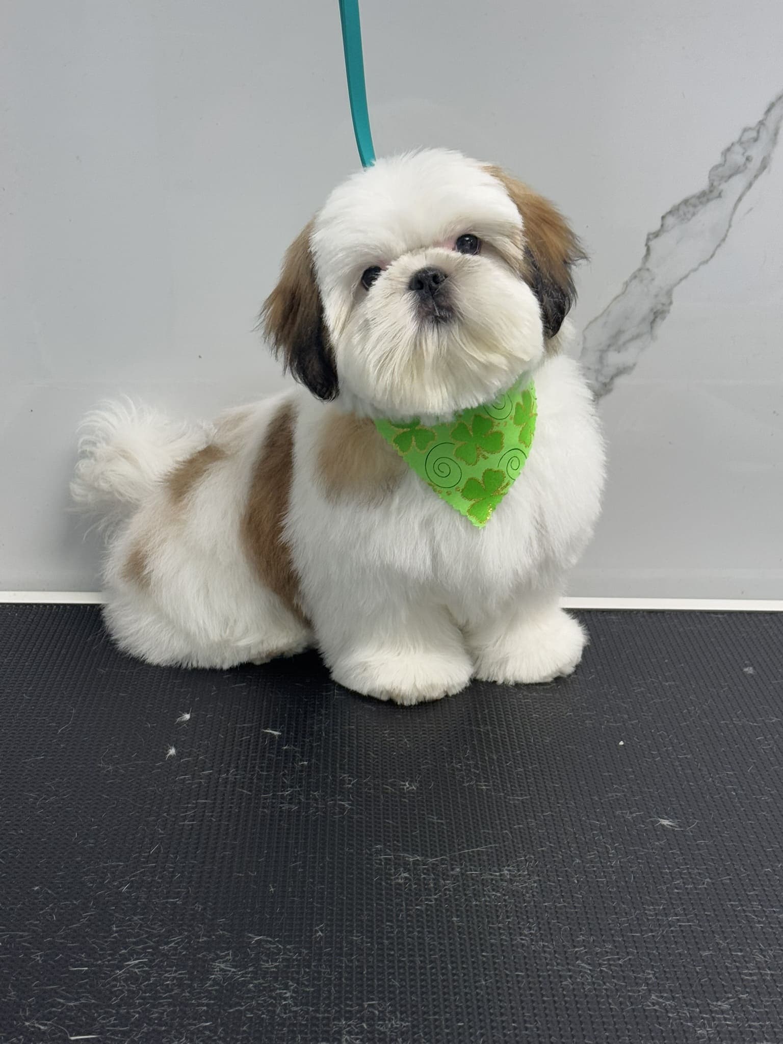Shih Tzu groom 4