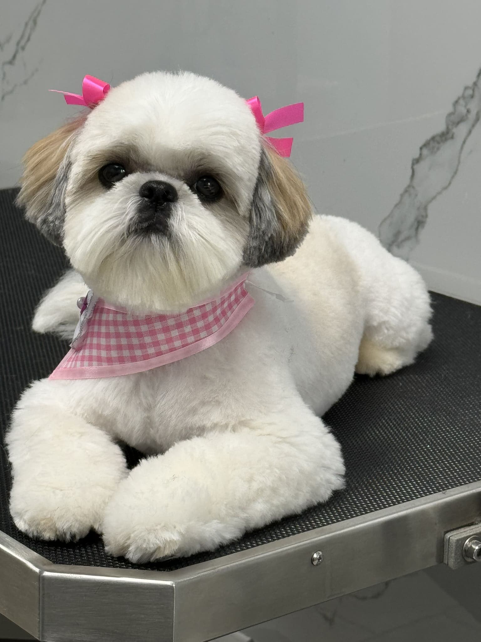 Shih Tzu groom 5