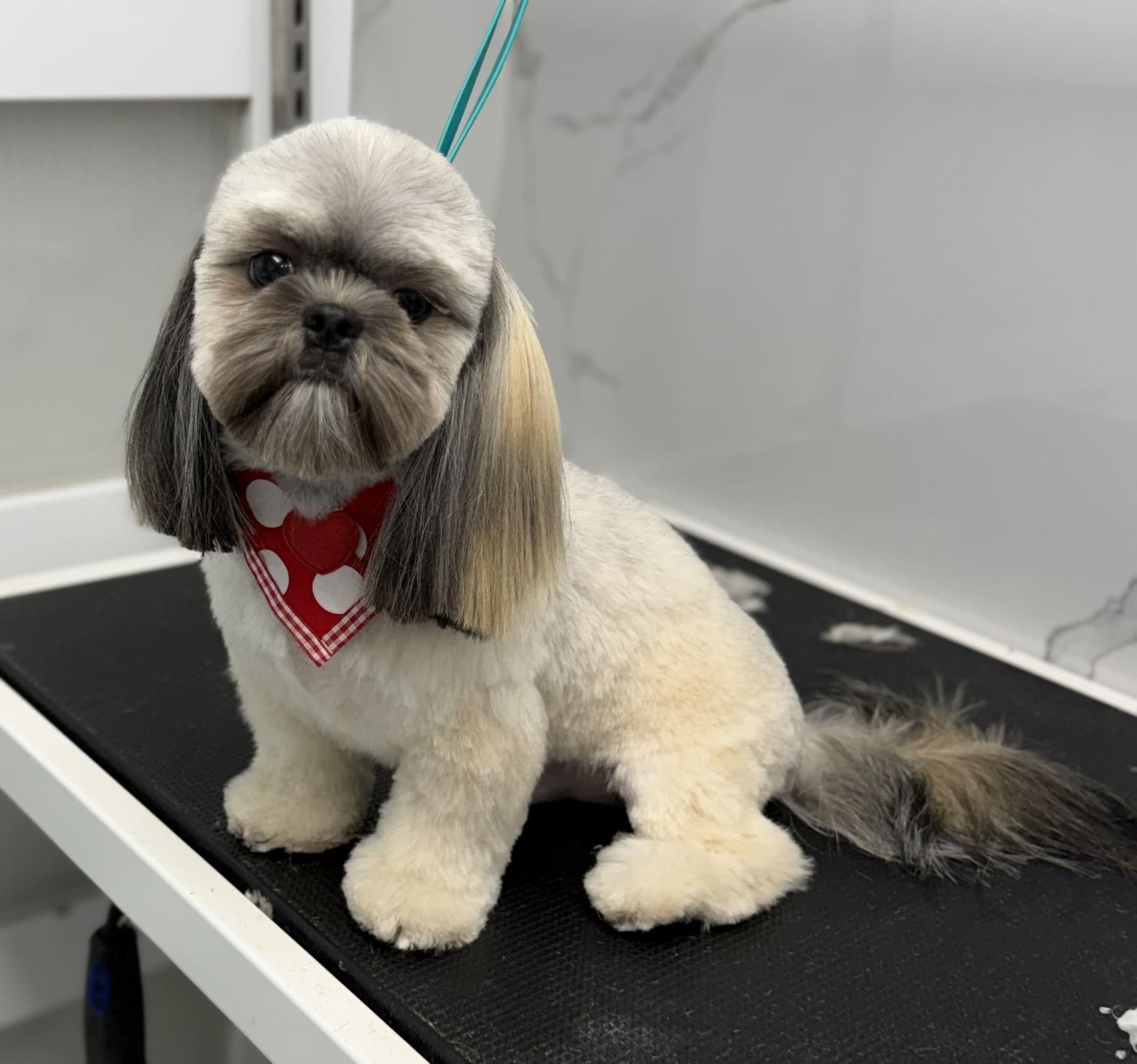 Shih Tzu groom 6