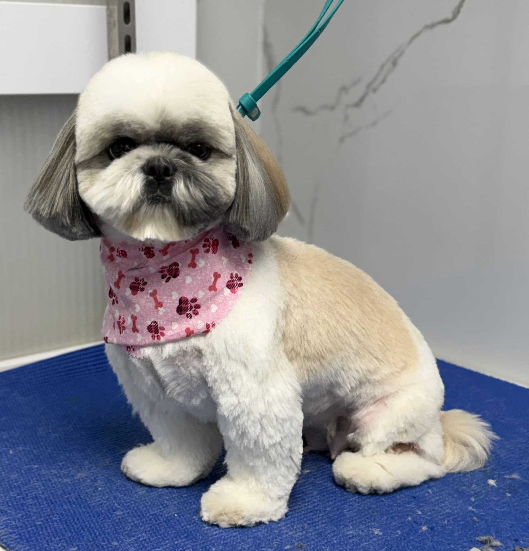 Shih Tzu groom 7