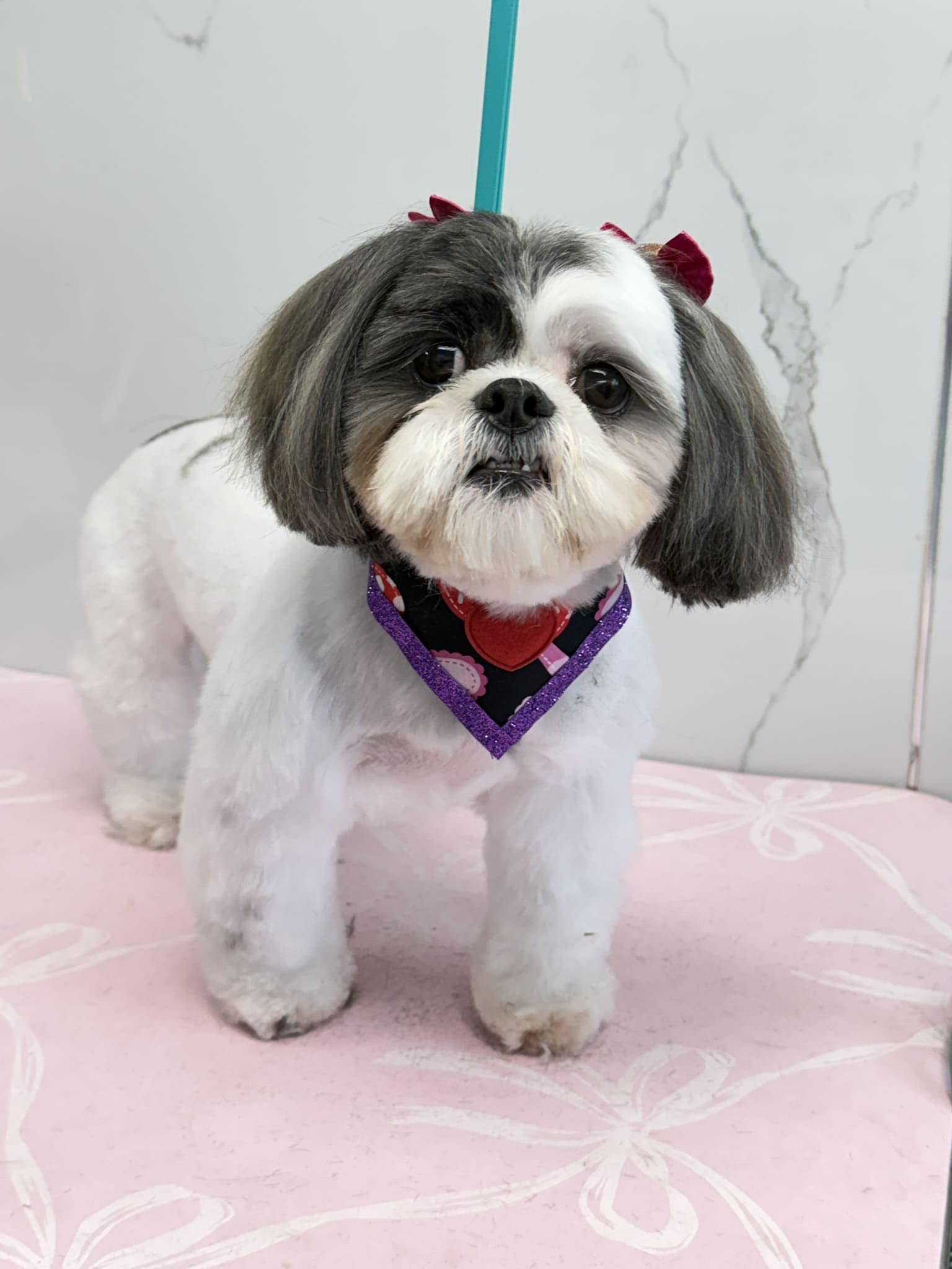 Shih Tzu groom 8