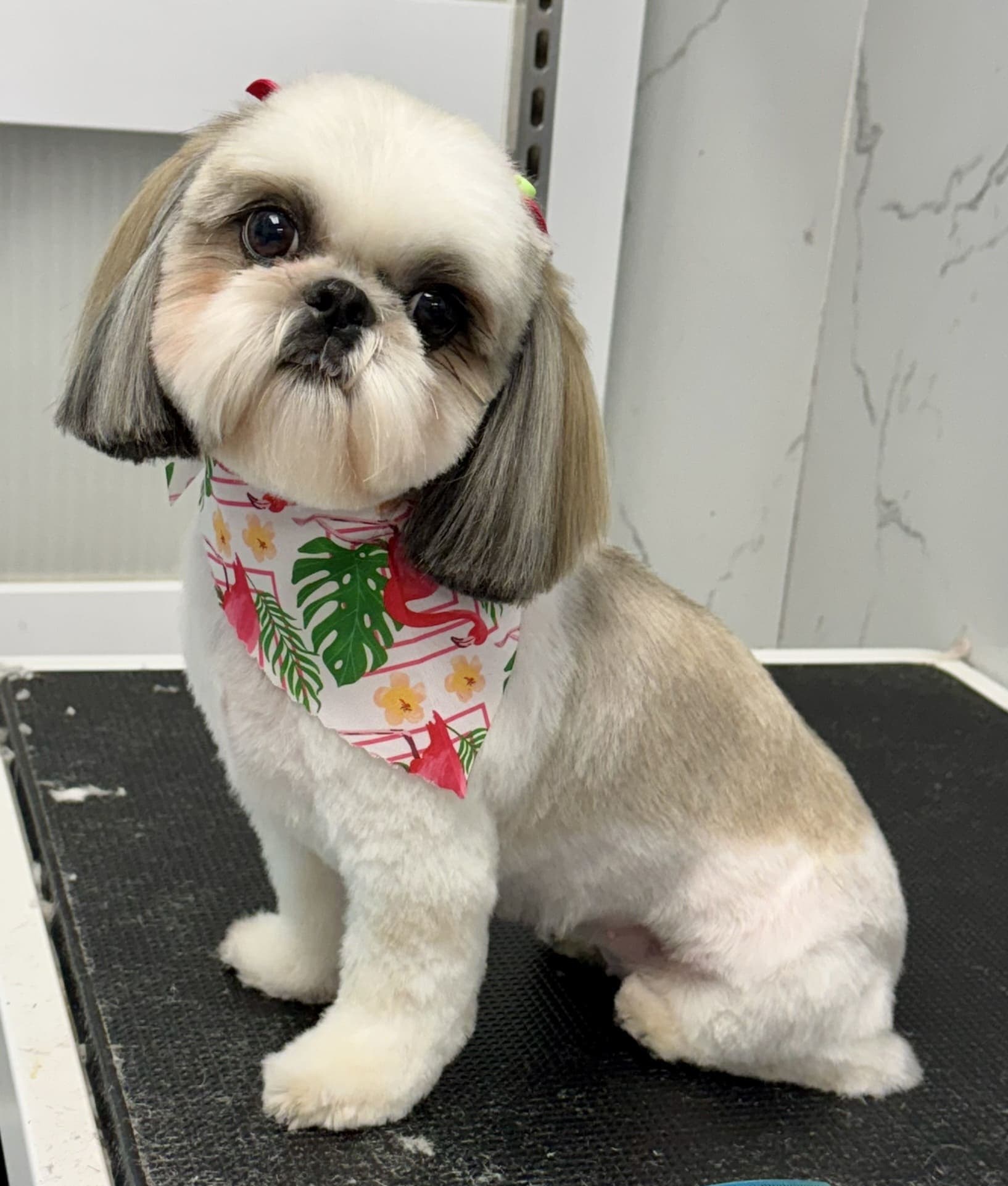 Shih Tzu groom 9