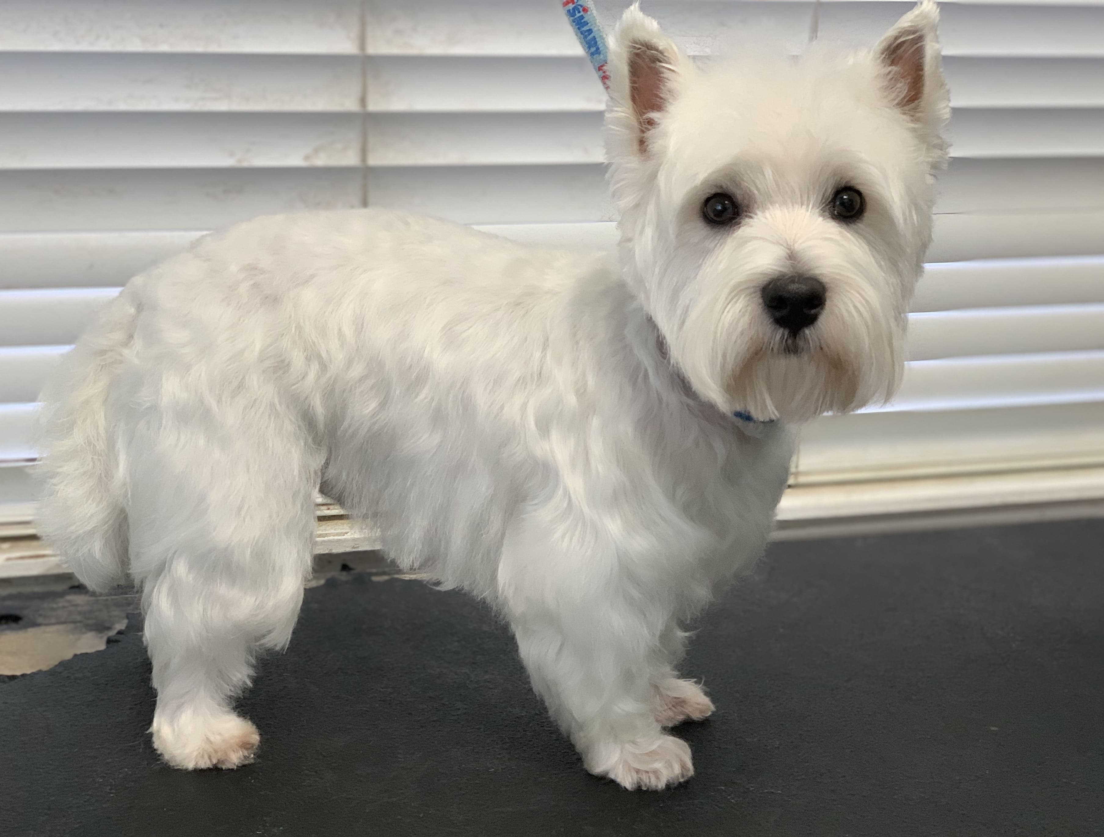 Westie groom 1