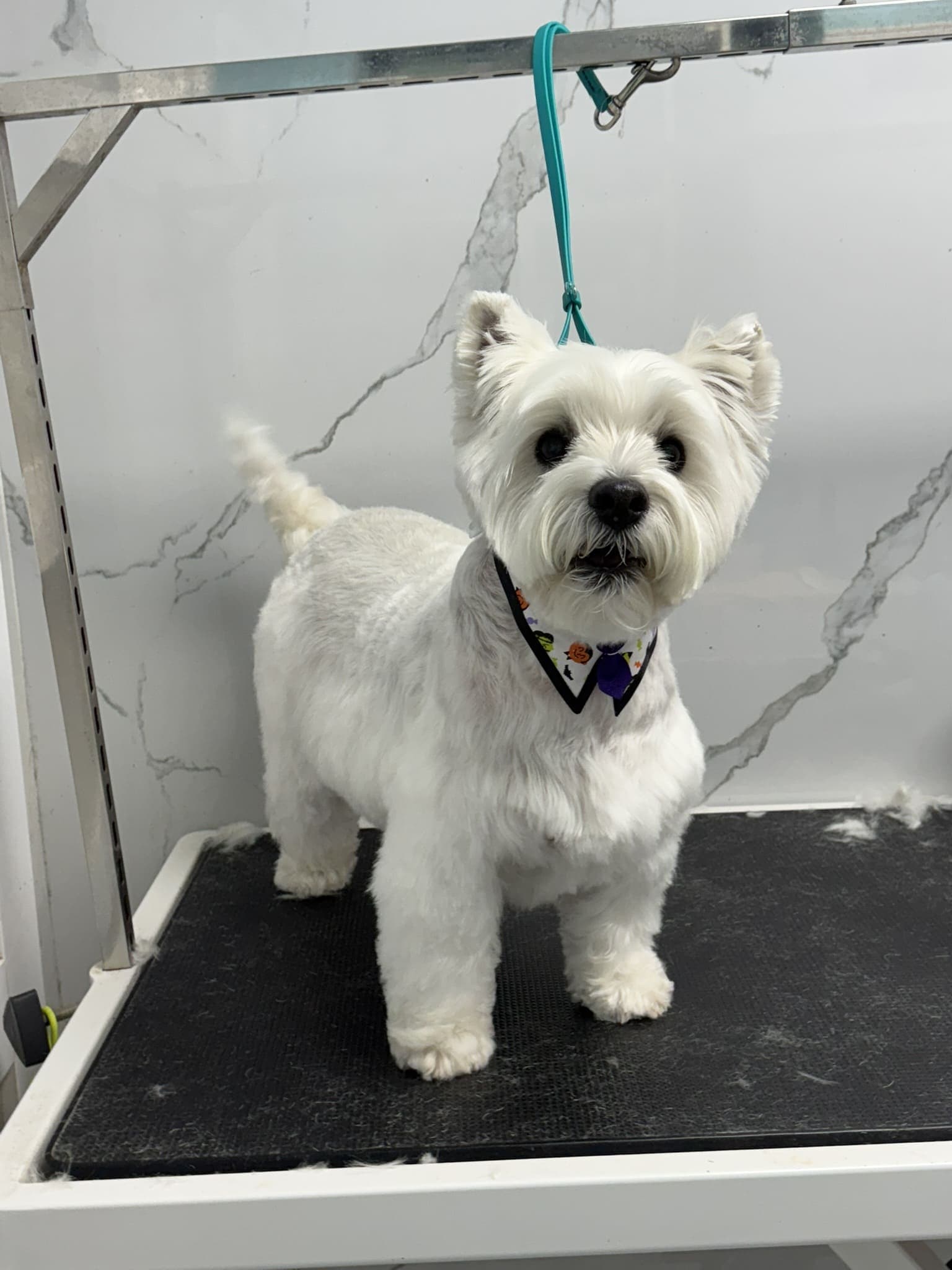Westie groom 2