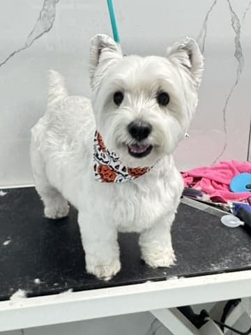 Westie groom 3