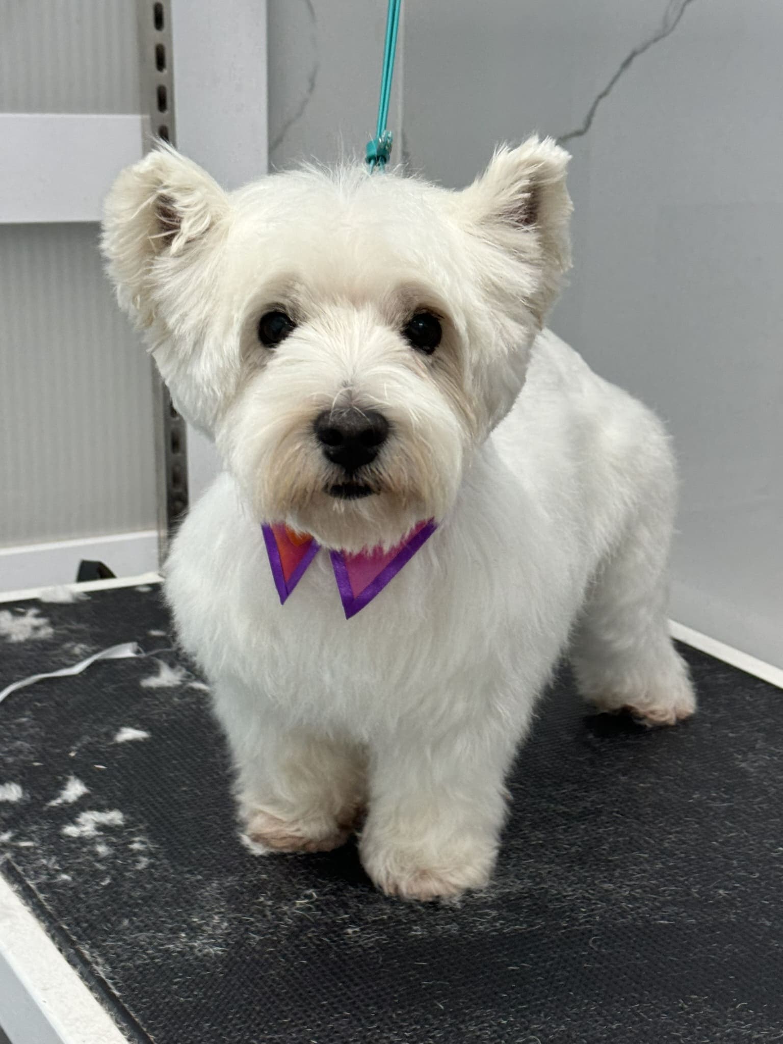 Westie groom 4