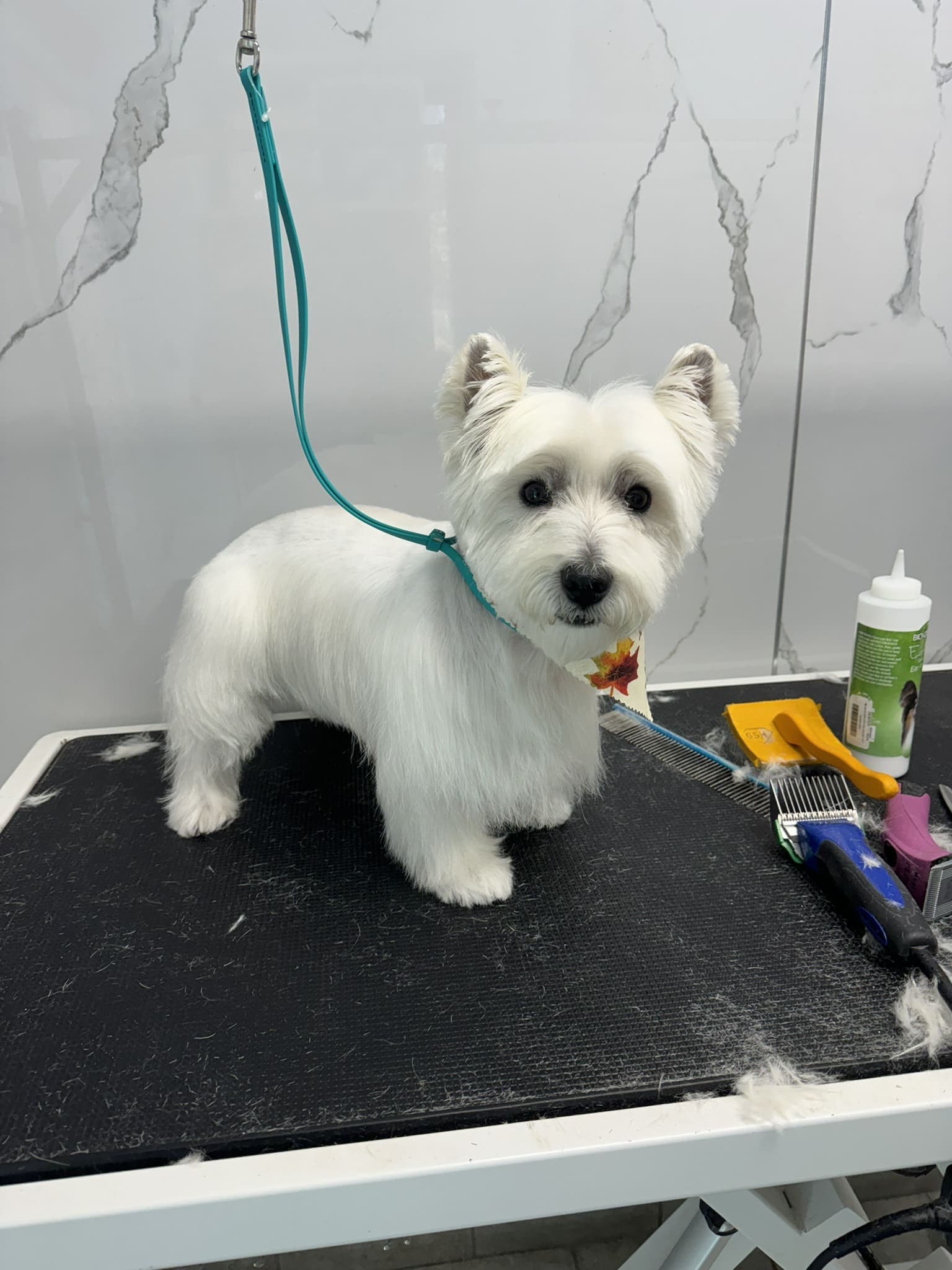 Westie groom 5