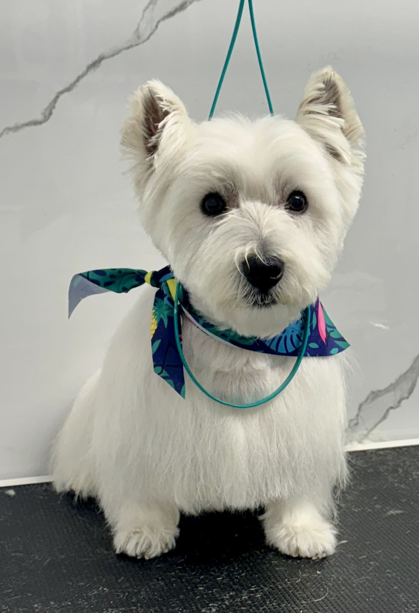 Westie groom 6