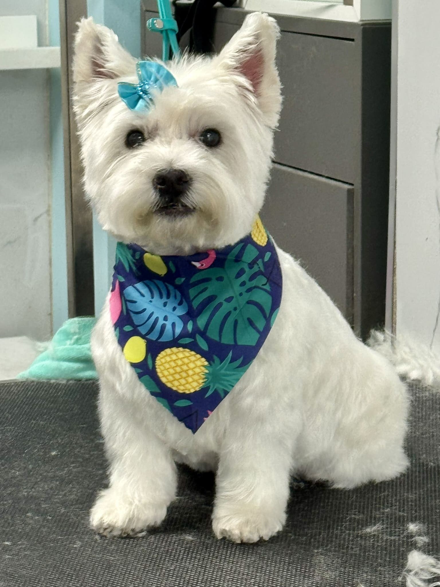 Westie groom 7