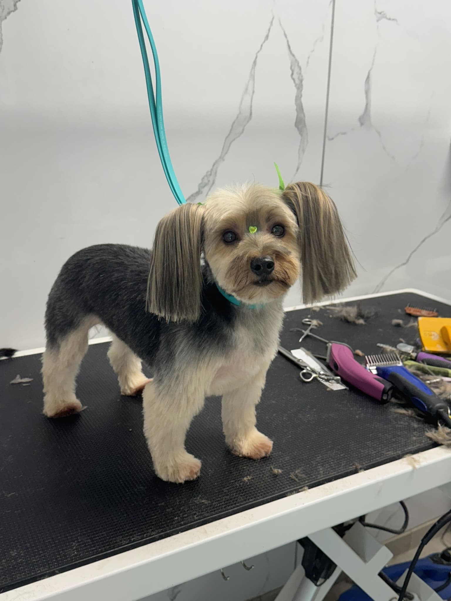 Yorkshire terrier groom 1