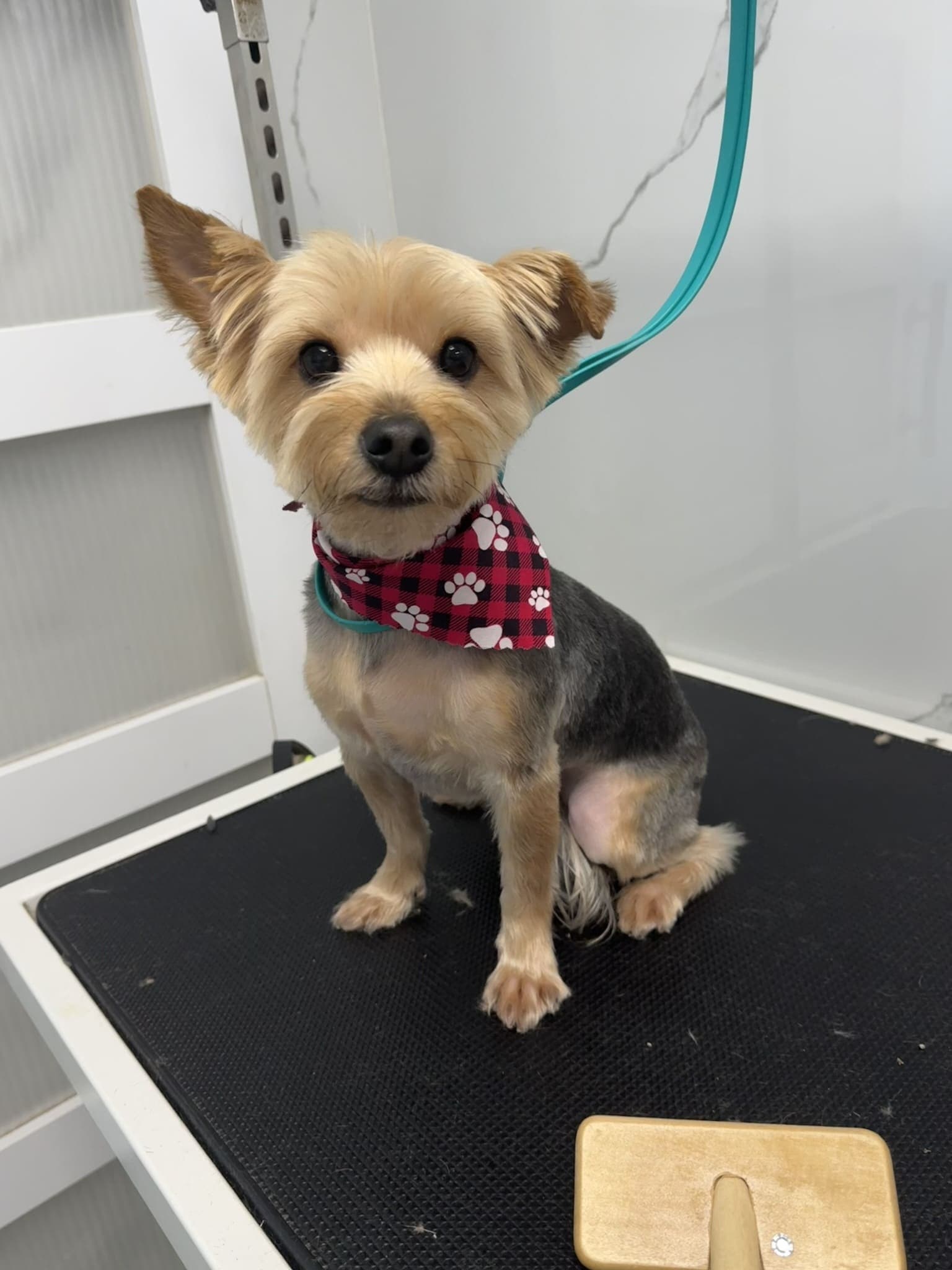 Yorkshire terrier groom 10