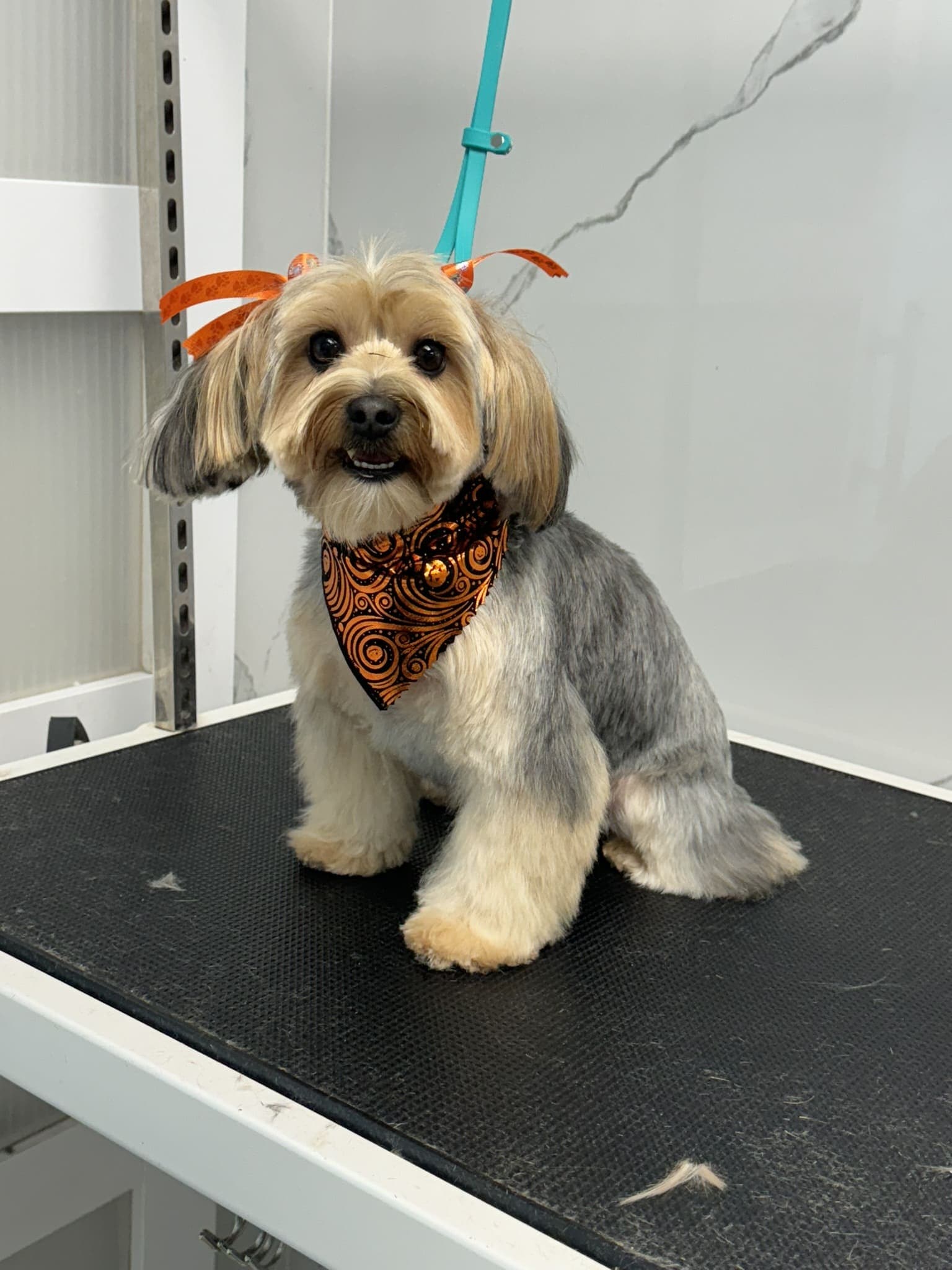 Yorkshire terrier groom 11