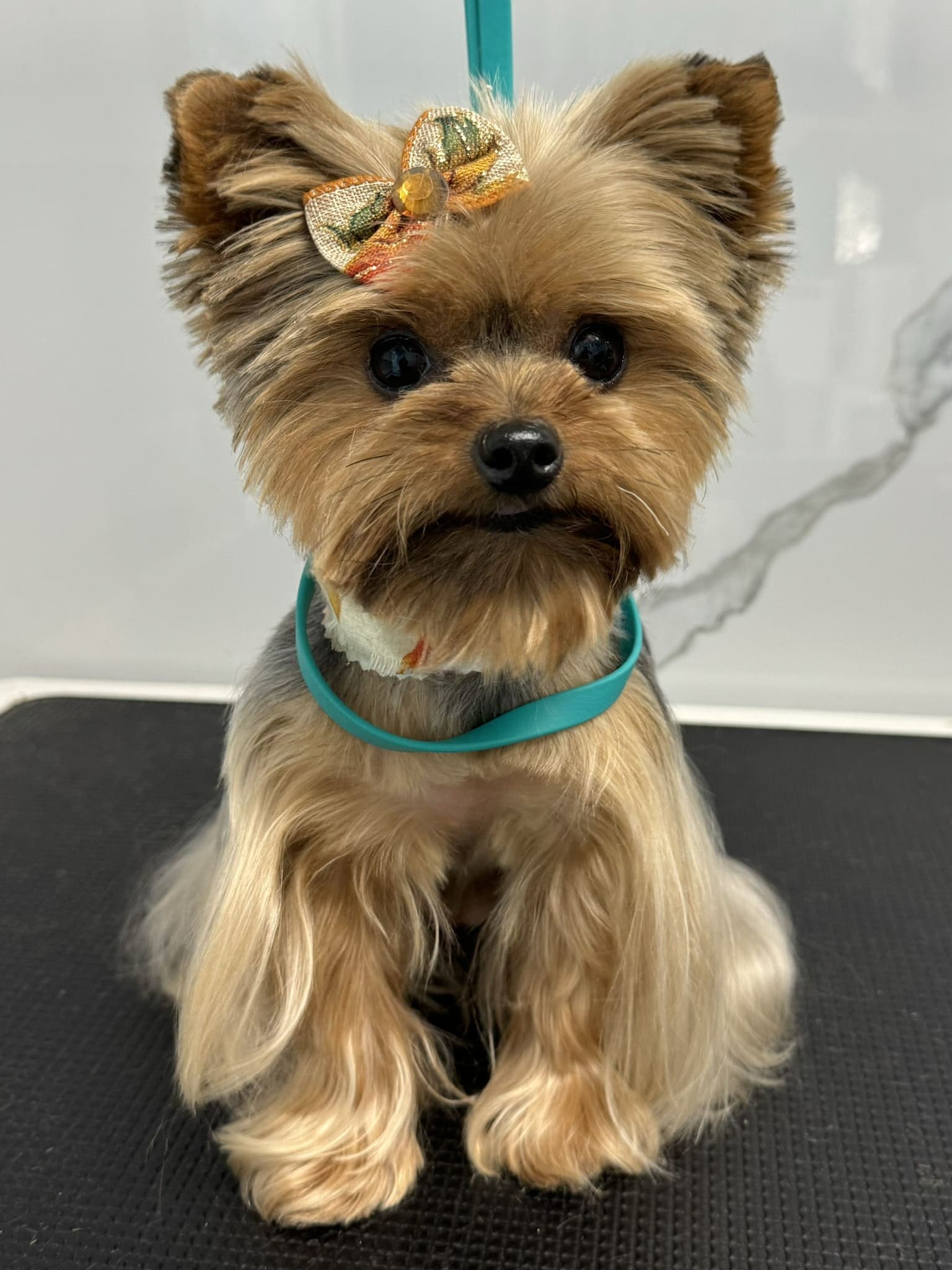 Yorkshire terrier groom 12