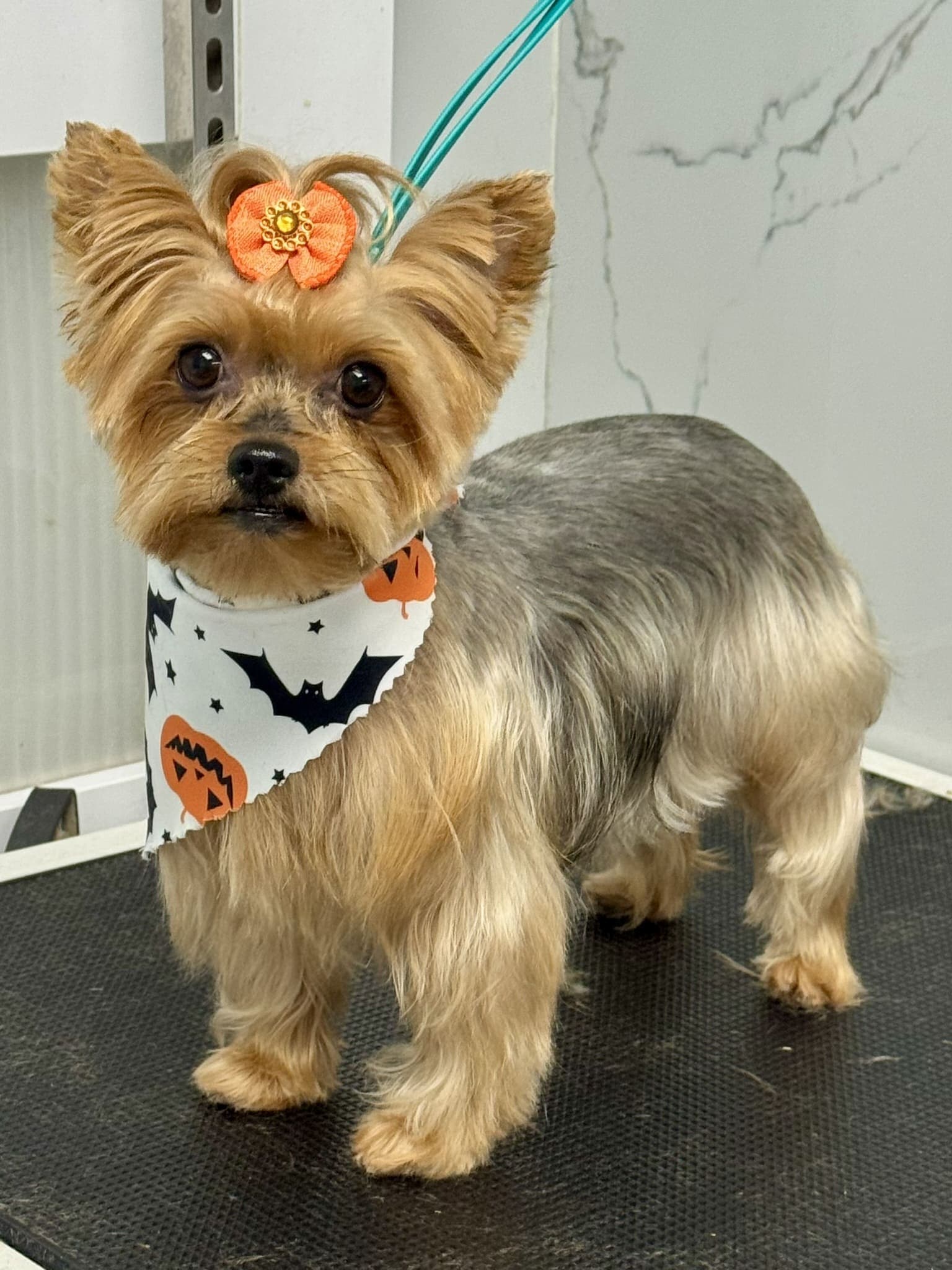 Yorkshire terrier groom 2