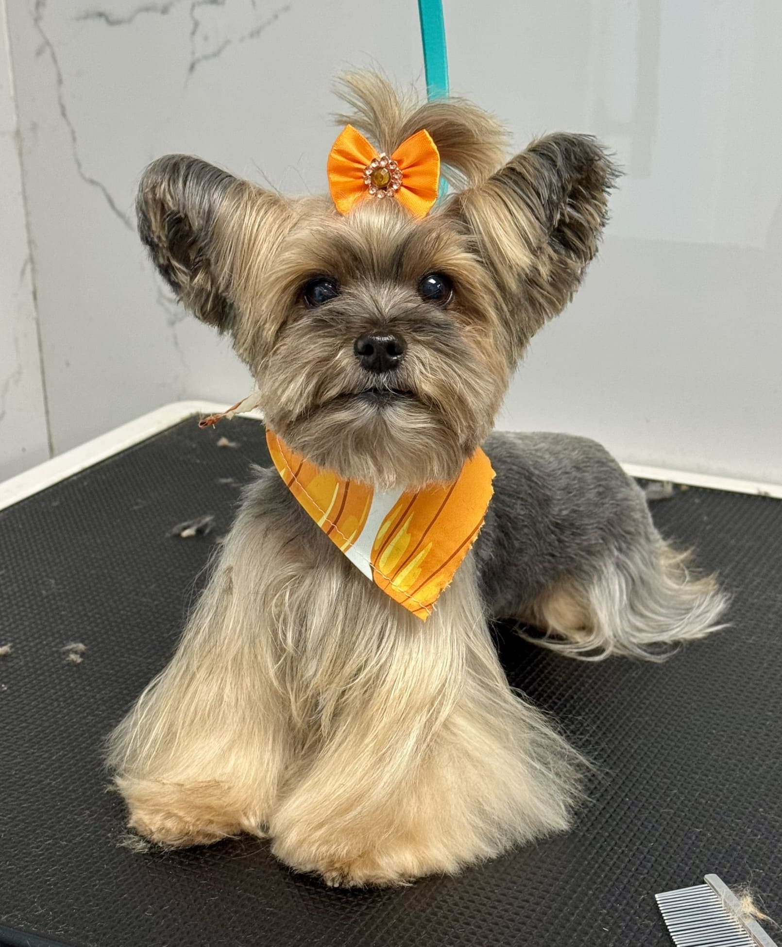 Yorkshire terrier groom 3