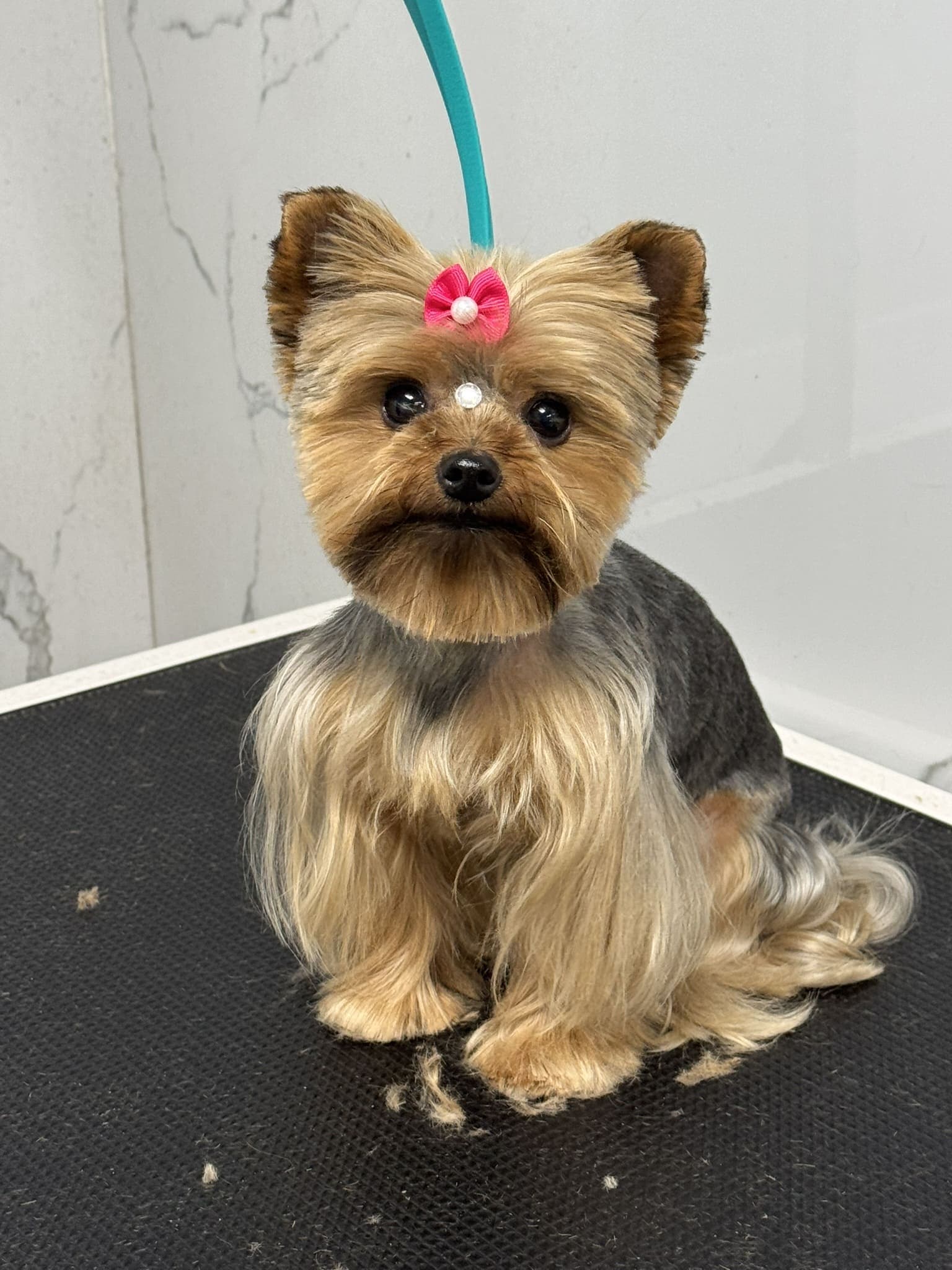 Yorkshire terrier groom 4