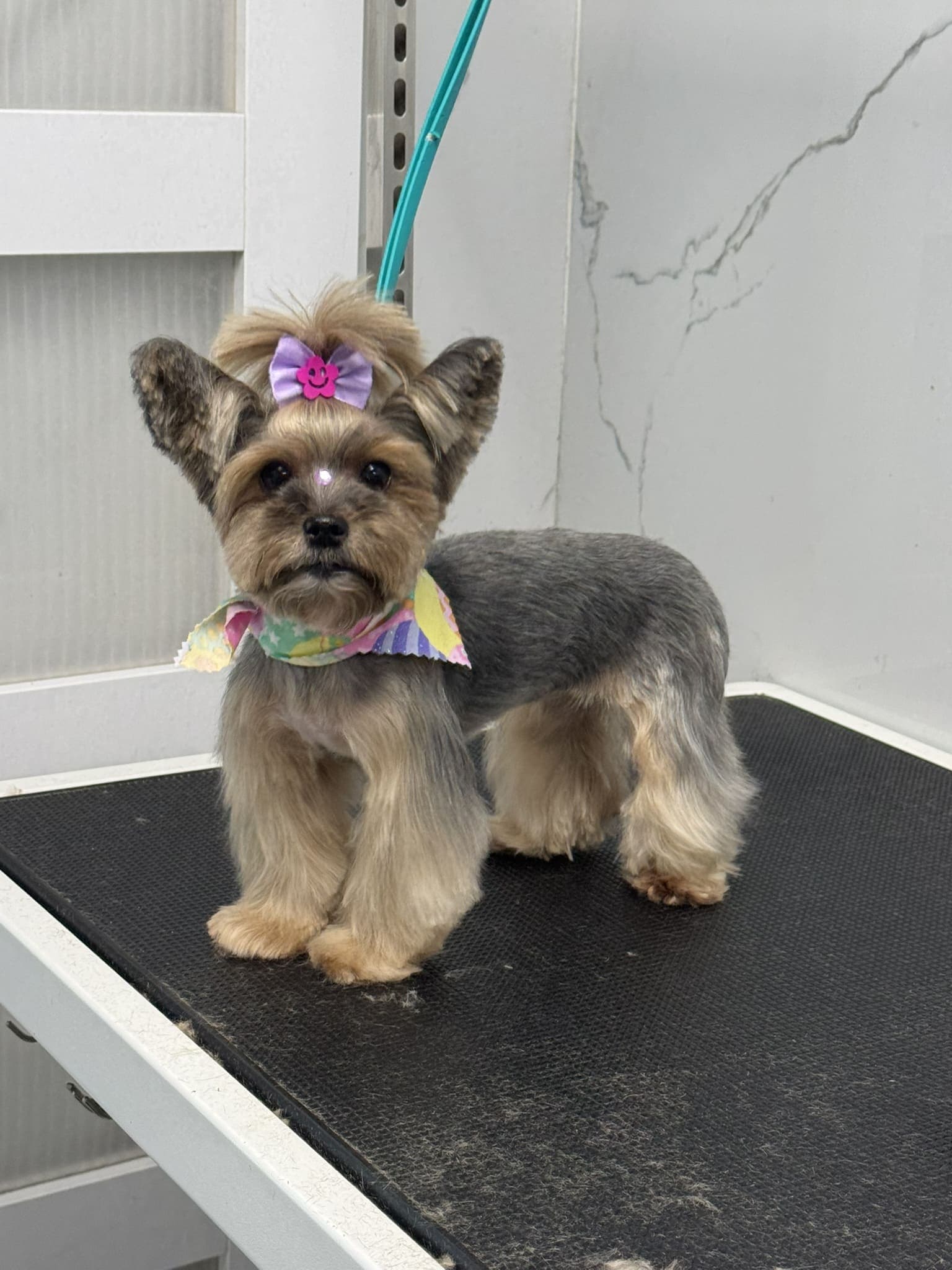 Yorkshire terrier groom 5