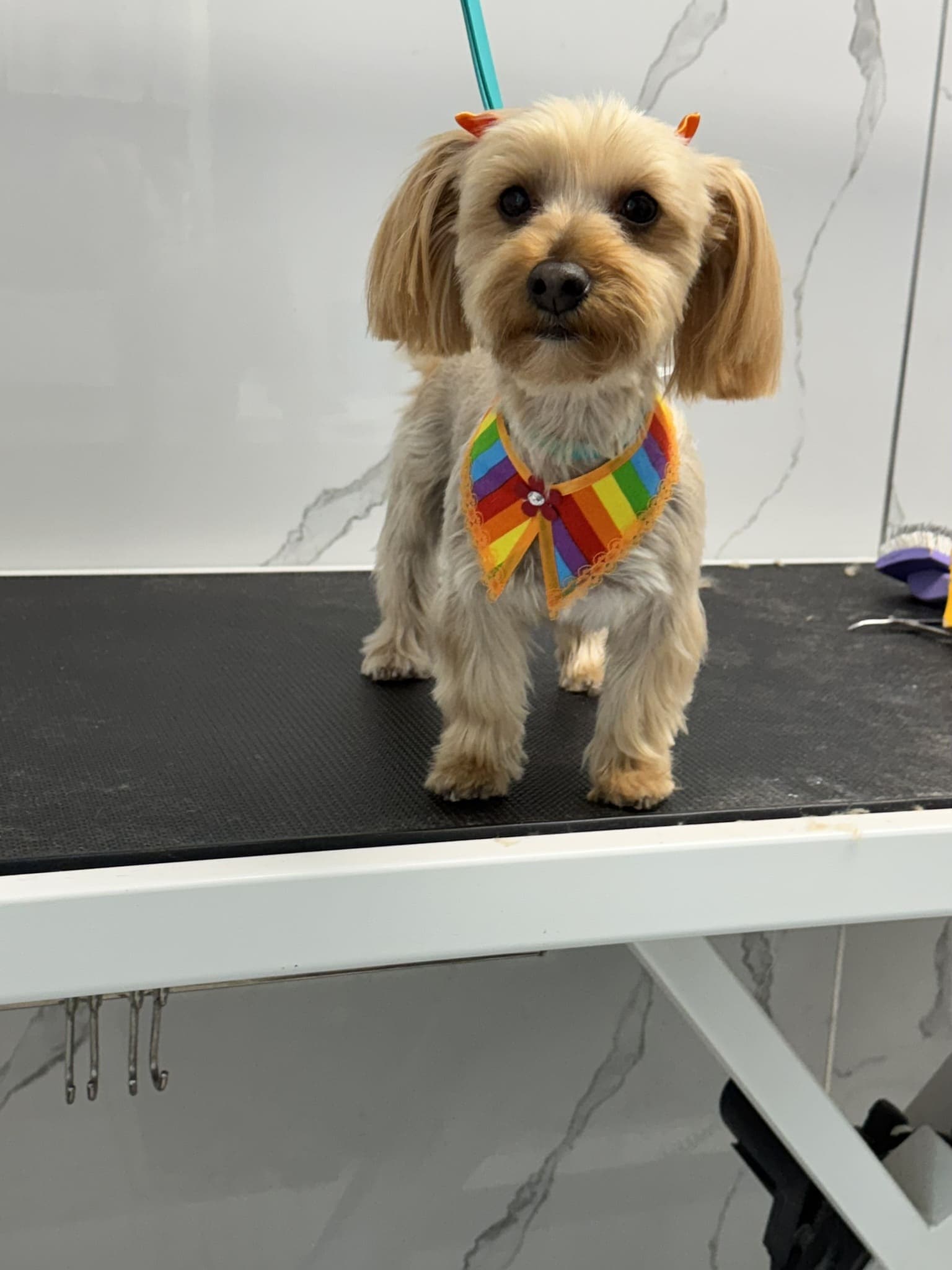 Yorkshire terrier groom 6