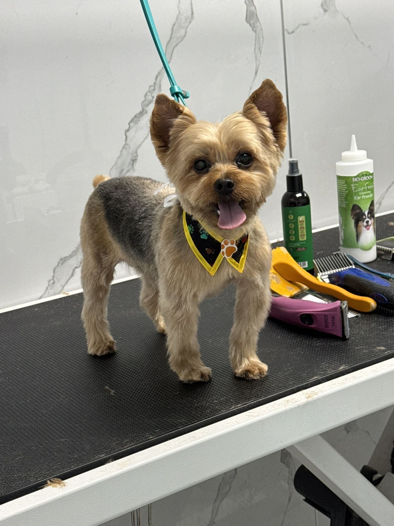Yorkshire terrier groom 7