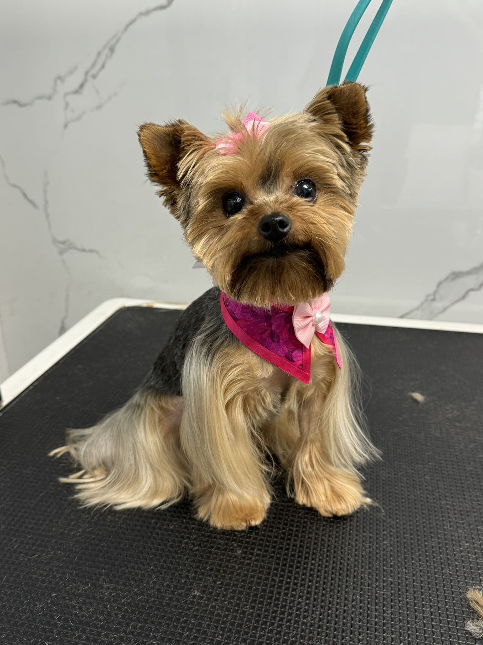 Yorkshire terrier groom 8