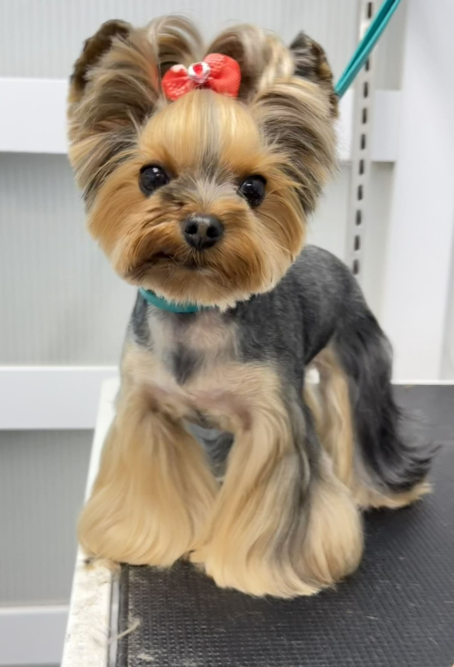Yorkshire terrier groom 9